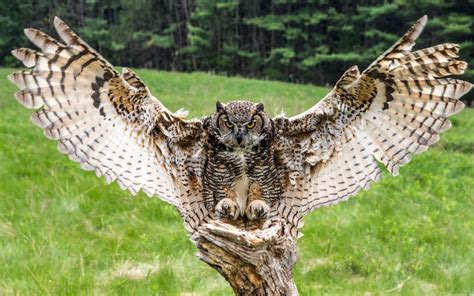 Great Horned Owl Wallpapers - Wallpaper Cave