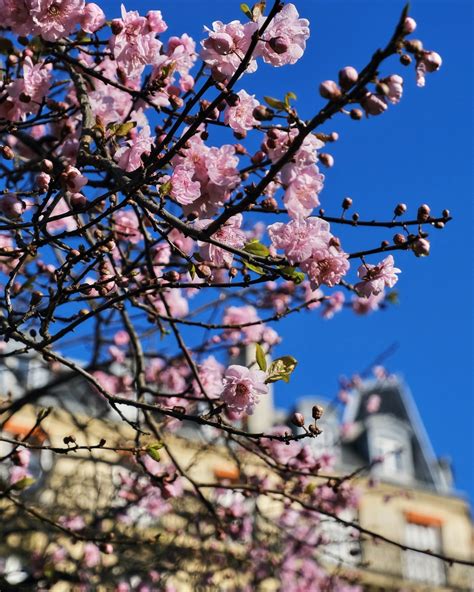 Paris in Bloom: Where to See Early Spring Flowers - Landen Kerr