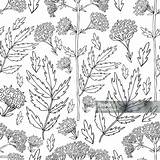 Seamless Floral Pattern Valeriana Officinalis Hand Drawn Vector Ink  sketch template