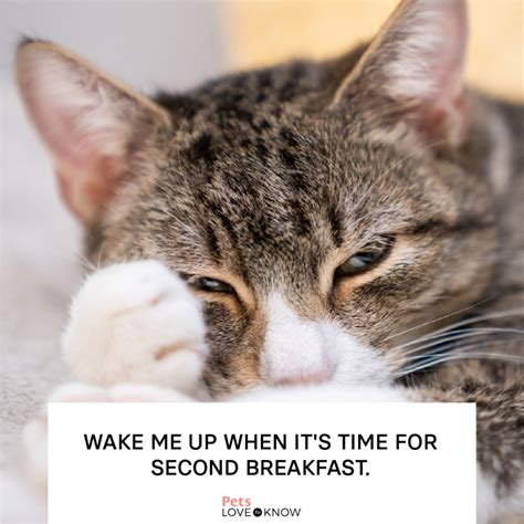 17 Good Morning Cat Memes That Are Better Than Coffee | LoveToKnow Pets