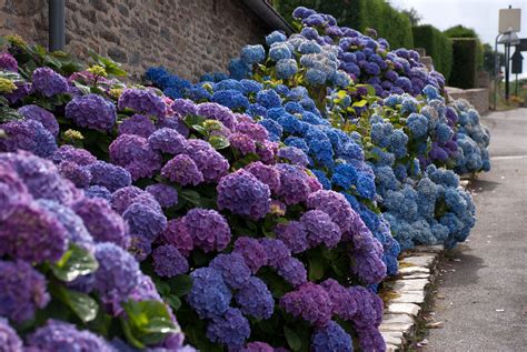 France in Bloom: Magnificent Blue Hydrangeas | Lisa Cox Garden Designs ...