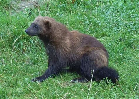 The Smelliest Creatures in the Animal Kingdom