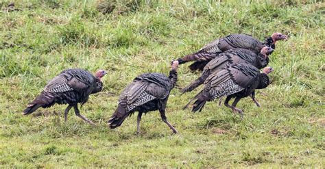 Wild Turkeys in Great Smoky Mountains National Park North Carolina. Stock Photo - Image of grass ...