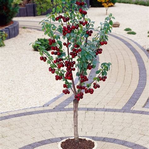 Top 6 Dwarf Fruit Trees You Can Plant In a Mini Garden