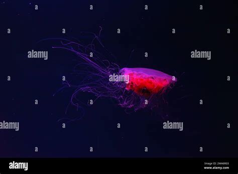 Fluorescent jellyfish swimming underwater aquarium pool with red neon light. The Lion's mane ...