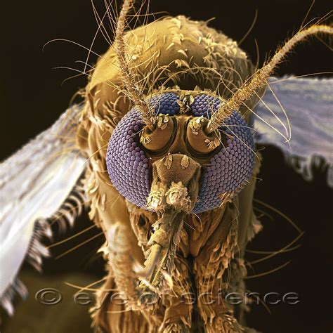 Bildergebnis für insekten anatomie makrofotografie ...