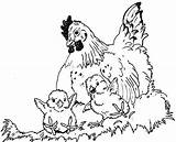 Chooks R Us  Slick N Chickies Activity Book sketch template