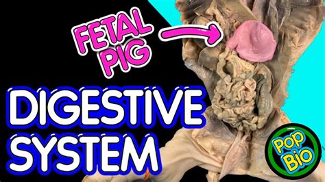 Fetal Pig Dissection Digestive System