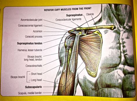 Rotator Cuff Muscles Anatomy