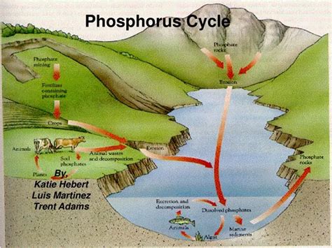 PPT - Phosphorus Cycle PowerPoint Presentation, free download - ID:1192638