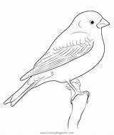 Purple Finch Look Coloring Page For Kids  Free Finches Printable sketch template