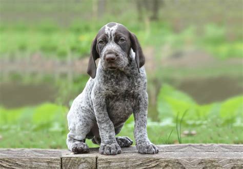 German Shorthaired Pointer Puppies For Sale