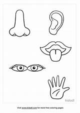 5 Senses Coloring Pages sketch template