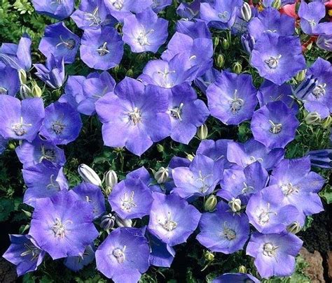 Campanula poscharskyana 'Camgood' Campanula 'Blue Waterfall' PP13161 ...