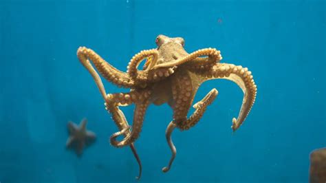 Cephalopods Belong in the Ocean, not the Laboratory