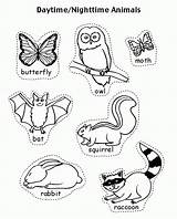 Nocturnal Animals Page For Kids And Adults  Coloring Home sketch template