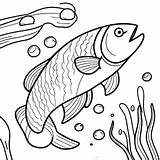 Trout Coloring Page 48283 38180 sketch template