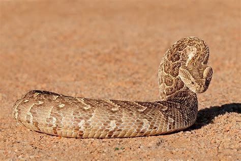 Deadly Snakes Found in Africa - WorldAtlas.com