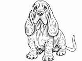 Enjoyable Basset Hound Coloring Page  sketch template