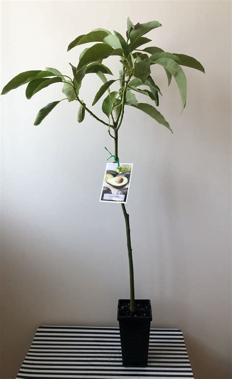 Grafted Hass Avocado 90mm pots - Fruit Tree Lane