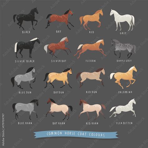 Common horse coat colours such as black and bay, silver gene horse and dapple grey horse, roan ...