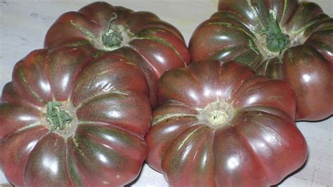 TSG: TSG Heirloom Tomato Plants Ready For Sale