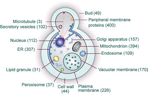 Babu Lab