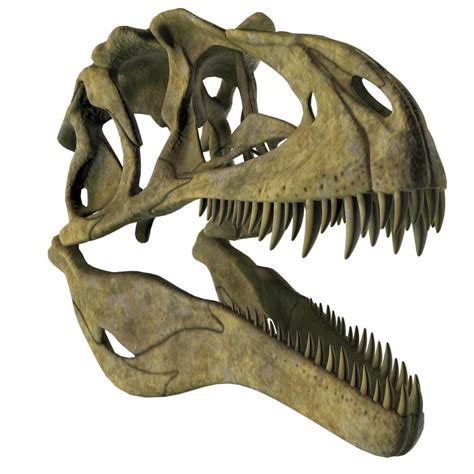 Acrocanthosaurus dinosaur fossil head. Poster Print by Corey Ford/Stocktrek Images - Walmart.com ...