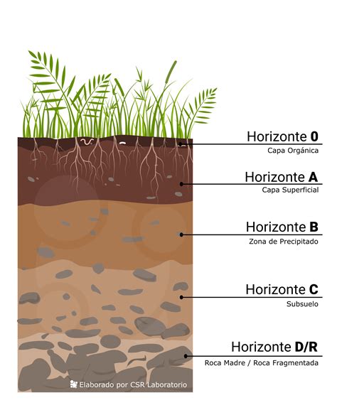 La Estructura del Suelo y su Clasificación - CSR Laboratorio