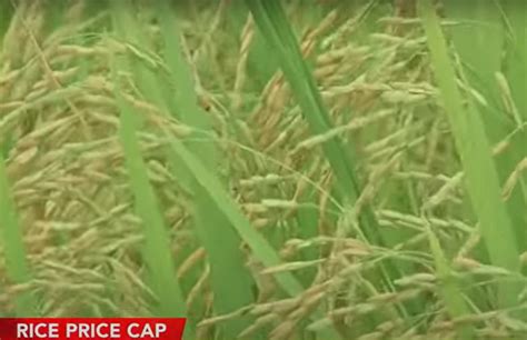 El Niño may cause 1.5 million MT of palay output loss in 2024 —NIA | GMA News Online