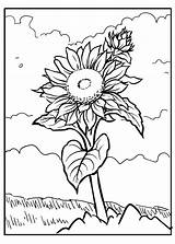 Sunflower Coloring Pages  ColoringLib sketch template