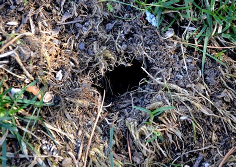 The Sage Butterfly: The Vole in the Garden: Control Methods