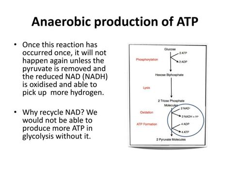 PPT - Anaerobic Respiration PowerPoint Presentation - ID:1872332