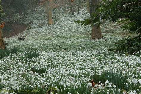 Woodland with Snowdrops photo WP18432