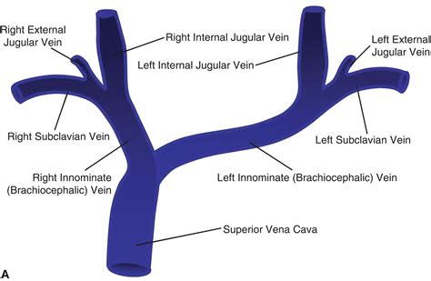 Superior Vena Cava Branches