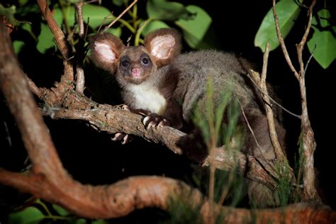 Protect all Greater Glider Habitat - Goongerah Environment Centre