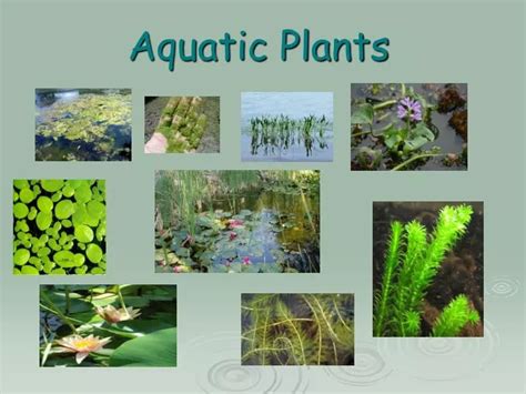 PPT - Aquatic Plants PowerPoint Presentation, free download - ID:6430120