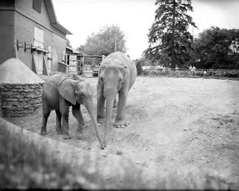 Elephants at the Woodland Park Zoo, Seattle, Washington, June 24, 1962 ...