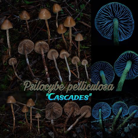 Psilocybe pelliculosa "Cascades" spore print | DINOSPORES