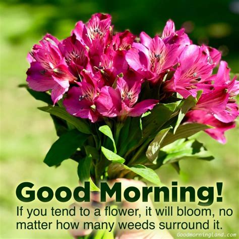 Top animated Good morning flowers with images - Good Morning Images, Quotes, Wishes, Messages ...