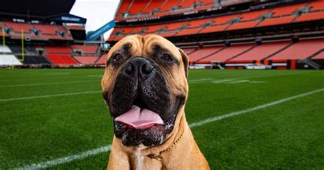 WATCH: Browns' new mascot SJ trains "Rocky" style for his debut