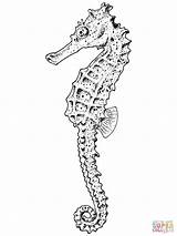 Realistic Seahorse Coloring Page  Free Printable Coloring Pages sketch template
