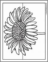 Daisy  Free Coloring Pages sketch template