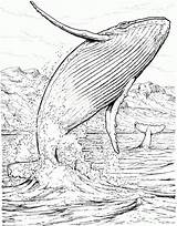 Free Whale Coloring Page Orca Printable  Home sketch template
