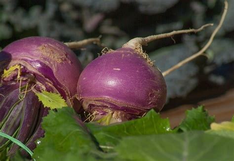 Turnips (Shalgam): Uses, Health Benefits, & Side Effects - My Health By Web