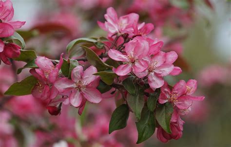 Wallpaper flowers, spring, pink, flowering images for desktop, section цветы - download