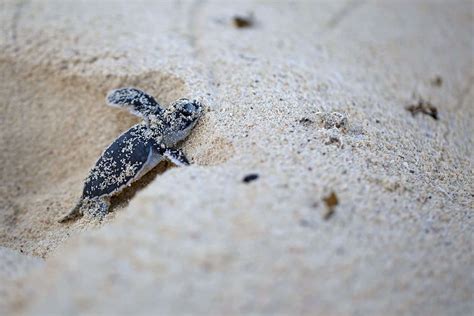 How to Watch Florida Sea Turtles Nest on the Beach | NFVH