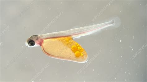 Salmon alevin with yolk sac, macro - Stock Video Clip - K011/6565 - Science Photo Library