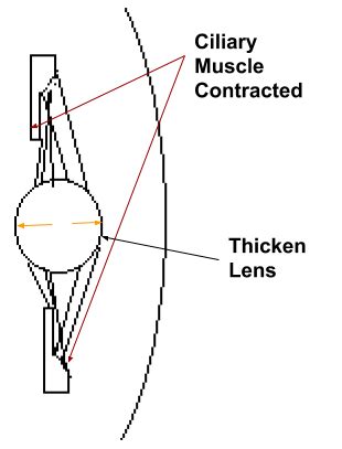 How do ciliary muscles focus our eye?