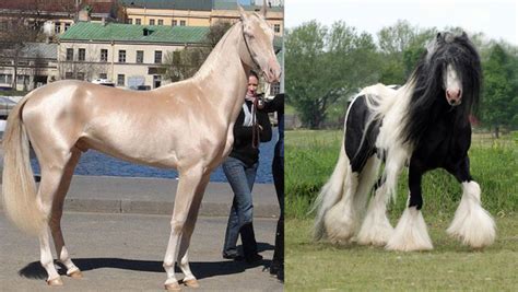 9 Horses Who Have Some Of The Most Gorgeous and Unusual Colors – Inner ...